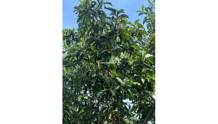 Cần bán đất vườn 1300m² tại Gia Kiệm – Thống Nhất, Đồng Nai | Sổ riêng, giá tốt, có vườn trái cây & suối nhỏ